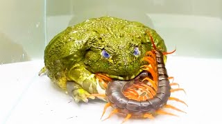 The Greedy Fat Frog And The Centipede Lord / Pacman Frog , African Bullfrog 【LIVE FEEDING】