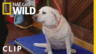 A dog's medical mystery | Dr. Oakley, Yukon Vet | Nat Geo Wild