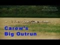 Working sheepdog carew faces her longest outrun  500 metres