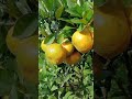 simanis madu siap dipanen