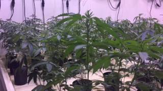 Inside A Medical Marijuana Facility