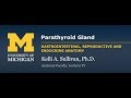 Endocrine System: Parathyroid Gland