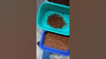 Dry Grapes sorting machine by Mark color sorting machine Coimbatore, Y.Abdul azeez 8220440623(1)