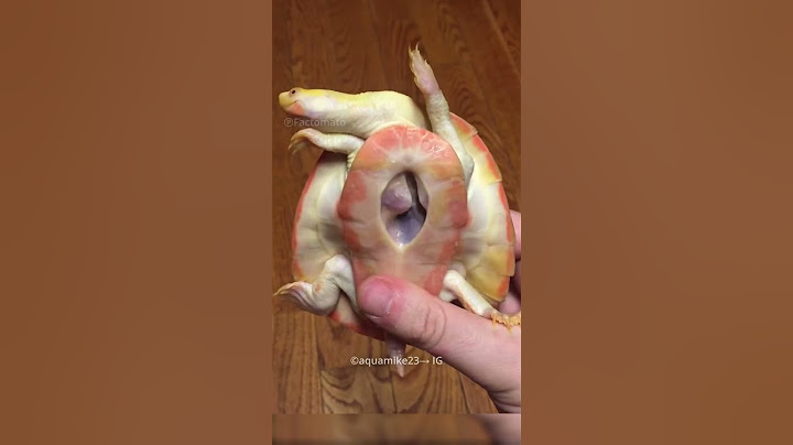 This Turtle is Special😍