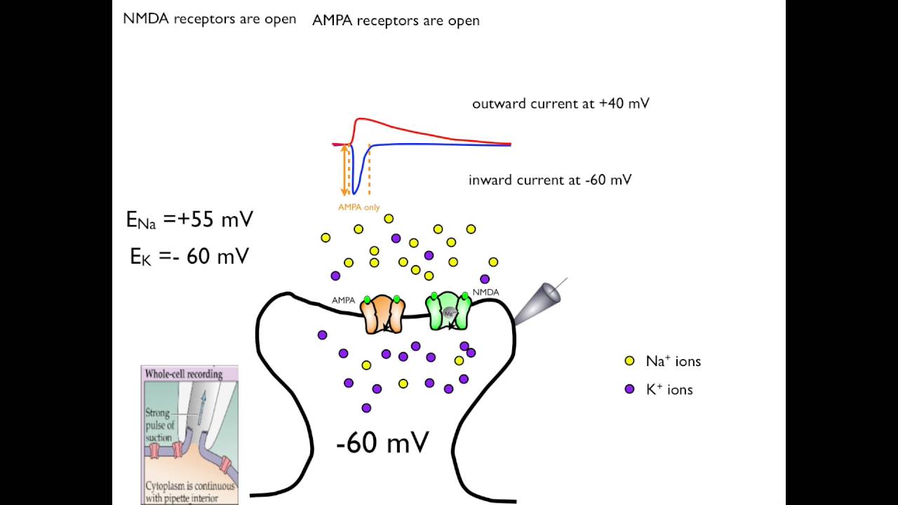 ampa and nmda