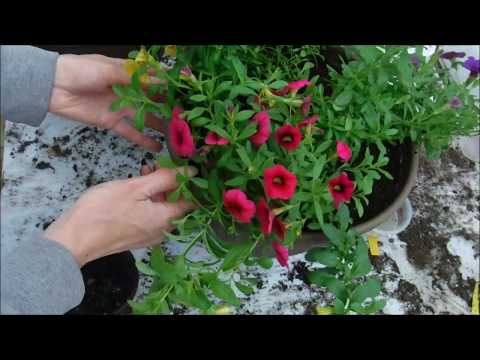 Video: Calibrachoa Care - Cara Menanam Dan Menjaga Bunga Juta Loceng
