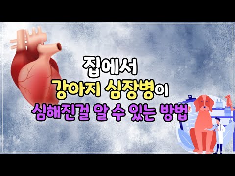 집에서 강아지 심장병이 심해진걸 알 수 있는 방법