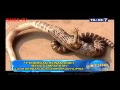 7 Penemuan Hewan Aneh Menggemparkan Dunia
