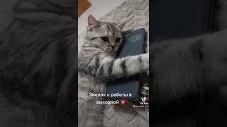 Когда Звонят С Работы В Твой Выходной День ☎️