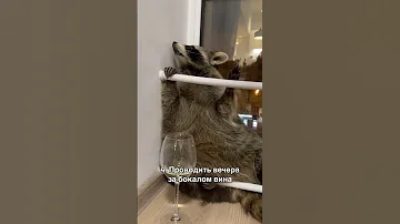 Почему енот Тема не может жить в дикой природе?