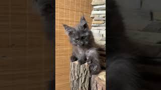 Maine Coon Kitty in a Smoke Fur Coat Ustinia