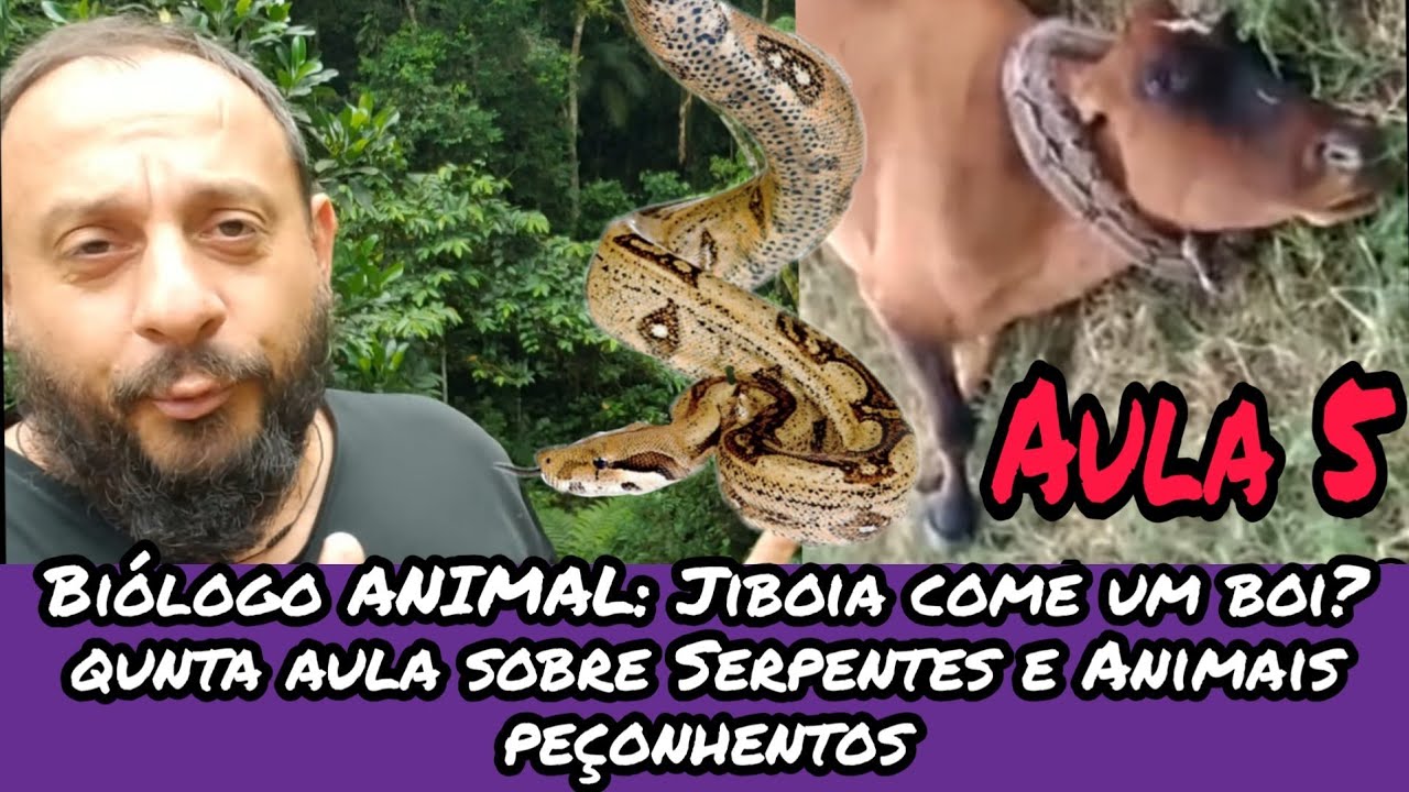 Biólogo ANIMAL: Jiboia come um boi?Serpentes e Animais Peçonhentos parte 5