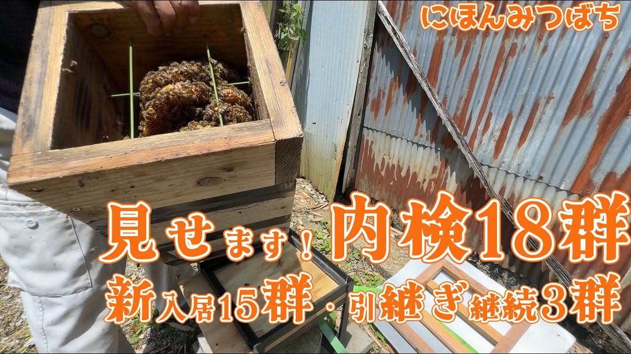 令和7年度産 ニホンミツバチ分蜂群 入居済巣箱
