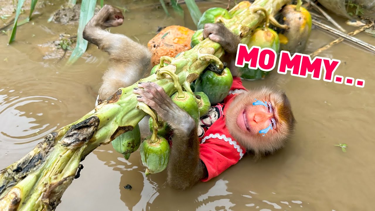 С малышом-обезьянкой ПиПи произошёл несчастный случай под ливнем.