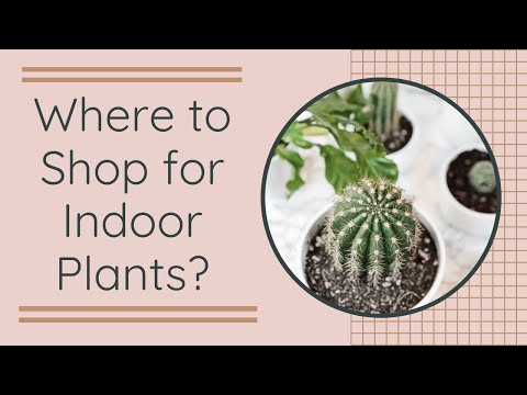 Video: Hledání renomovaných školek: Jak určit nejlepší místo pro online objednávku rostlin