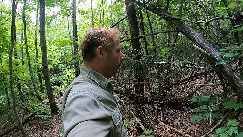 Finding what some believe are Bigfoot tree structures