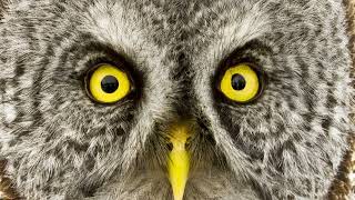 Birdhoven: Great Gray Owl by Baron Cosimo 80 views 1 year ago 1 minute, 39 seconds