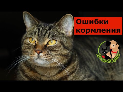 7 частых ошибок при кормлении кошек