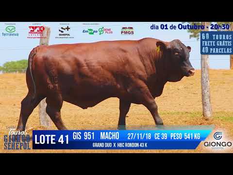 LOTE 41 GIS 951