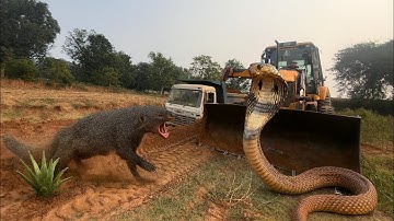 jcb 3dx Machine Backhoe Loading TATA Tipper Loading jcb Working Video #jcbvideo #jcbjcb #jcn3dx 