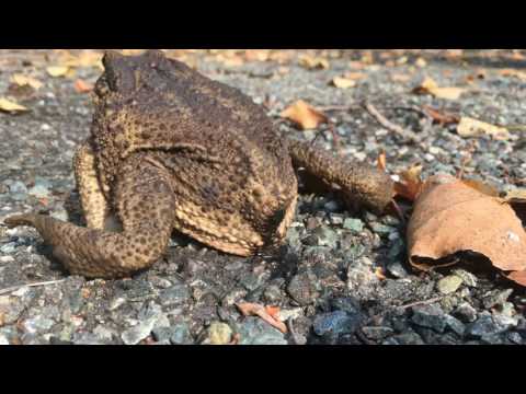 Toad Pooping a Giant Turd Quality 4K Amazing