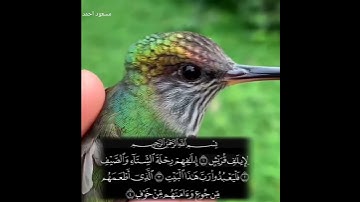 سورة قریش(مسعود احمد)(masoud ahmad)#قرآن #
