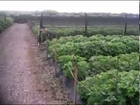 Video: Severny Sad - Een Kwekerij Voor Zaailingen Van Fruit En Siergewassen