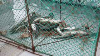 Cod potting