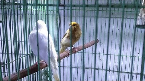 jual burung cuci gudang nyampe sengkleh semua jenis burung kita keluarkan