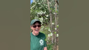 Thumbnail of Wild Plum Tree