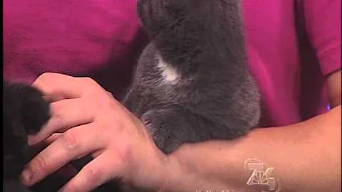 Who is smarter? Cat or dog owners?