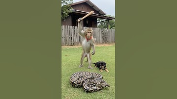 Can a Monkey Save a Puppy from a Giant Python?