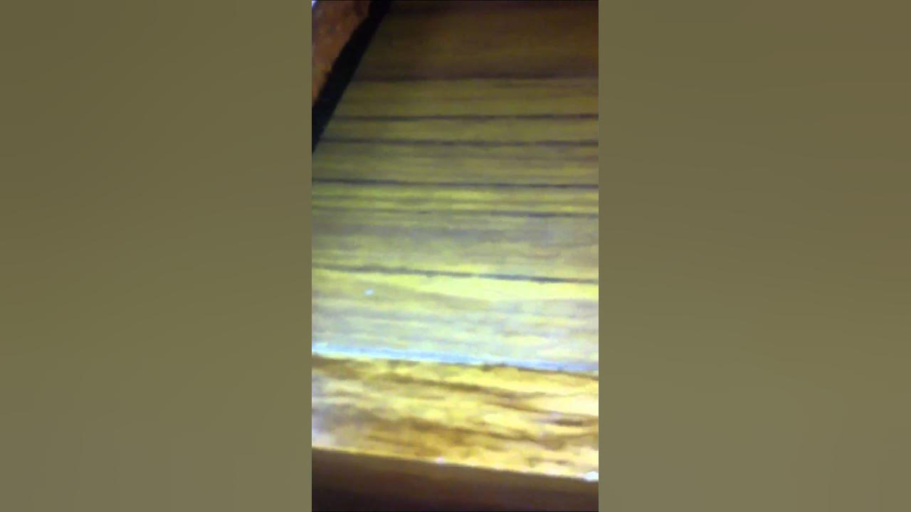 University of Hawaii roach dorm/apartment roach problem YouTube