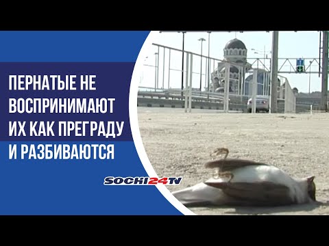 Причина гибели птиц