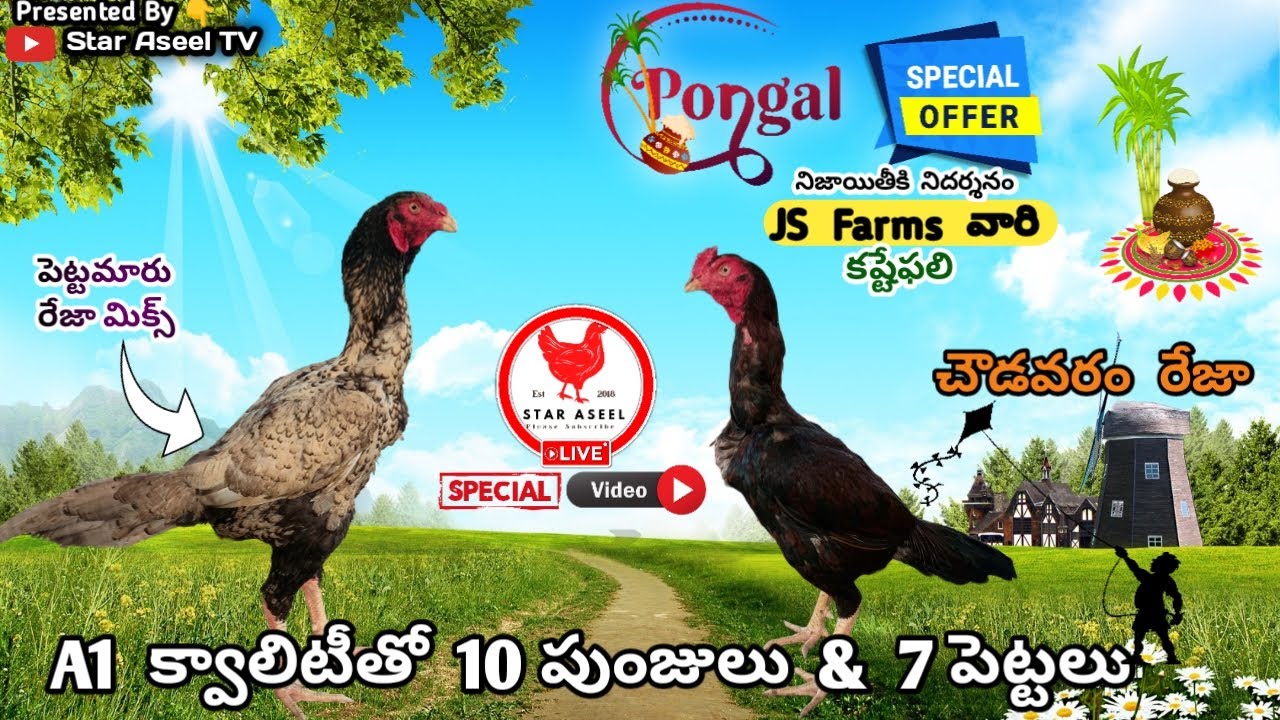 Pongal Special offer||JS Farms Nellore||8143504691||10 పుంజులు & 7 పెట్టలు అమ్మబడును||