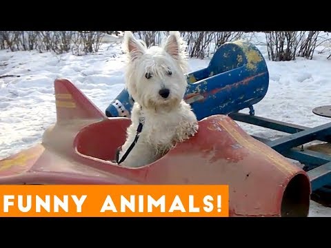 Funniest Pets & Animals of the Week Compilation December 2018 | Funny Pet Videos