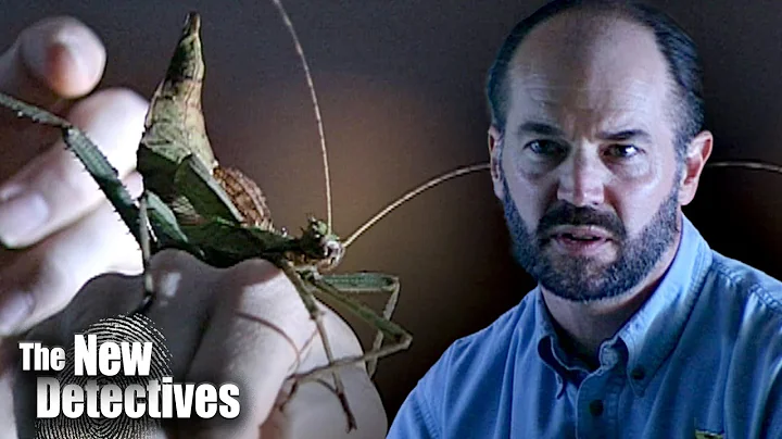 The Study Of Entomology | The New Detectives