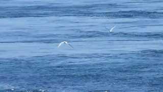 Common Terns diving