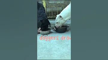 شجار عنيف بين Dug Argentini وRod Fiylrr 