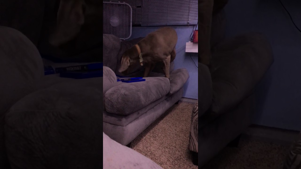Dog Sinking Into Couch