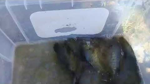 CÂU CÁ RÔ MỀ[ĐIỂM CÂU CÁ RÔ MỀ LÍ TƯỞNG LÀ ĐÂY AI CÂU CŨNG DÍNH]MINH ĐỨC MT