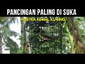 Pancingan Males Bunyi Paling Di Suka Master Kecial Kuning Mp3 - Mp4 Download