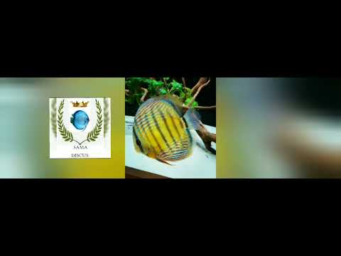چرا باید تانک دیسکس ها باید بدون بستر باشد