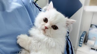Illness Status Of The Cat's Owner by サウナ猫しきじ 5,079 views 1 month ago 8 minutes, 13 seconds