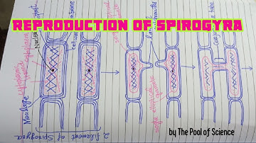 B.S botany Semestr I & II-Reproduction(Life Cycle) of Spirogyra by The Pool of Science