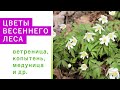 ЦВЕТЫ ВЕСЕННЕГО ЛЕСА: экскурсия в апреле