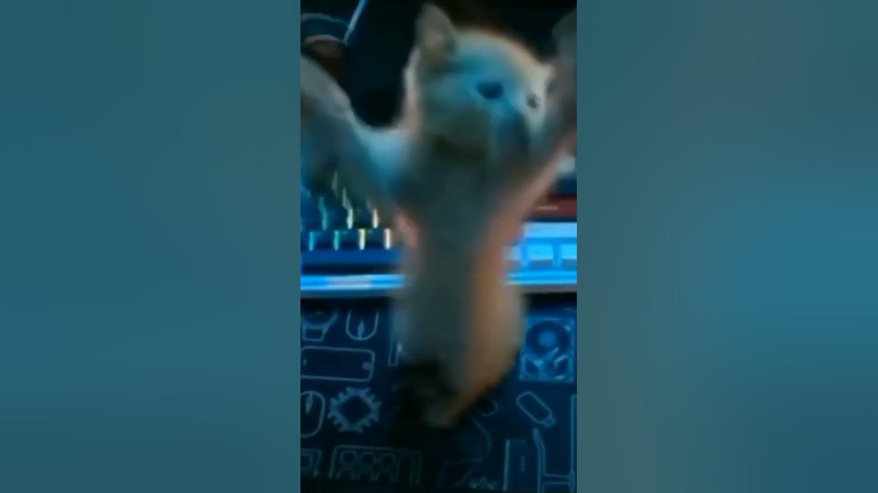 Эль гато жёстко флексит🕺🐈 - YouTube