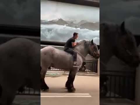 طريقه الركوب على اكبر خيل فى العالم
