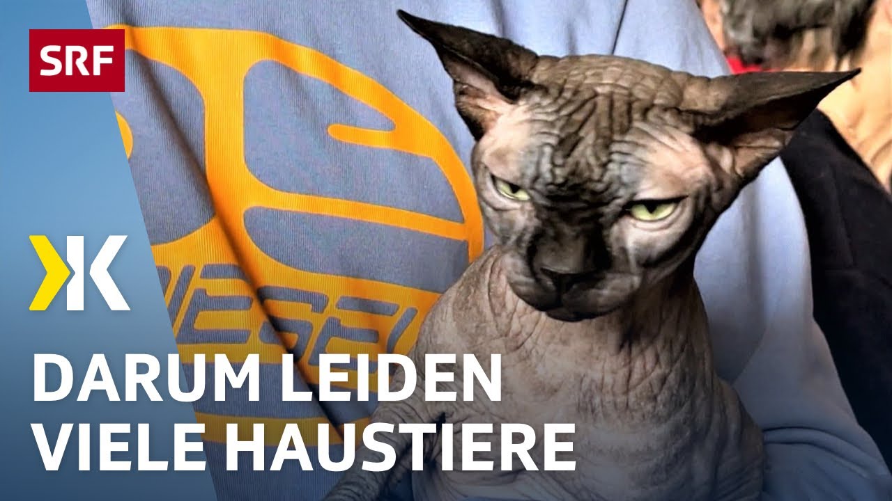 Qualzucht Katze wird im Live gedeckt... Video dient der Aufklärung