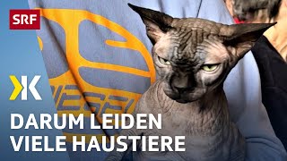 Qualzuchten und zu kleine Käfige: Haustiere in der Schweiz | 2023 | Kassensturz Spezial | SRF